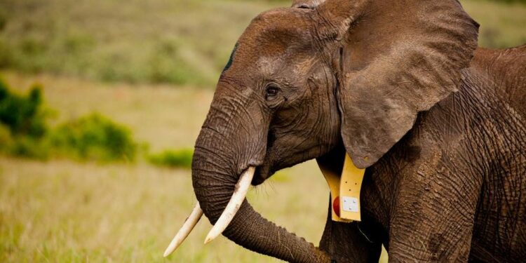 elephant